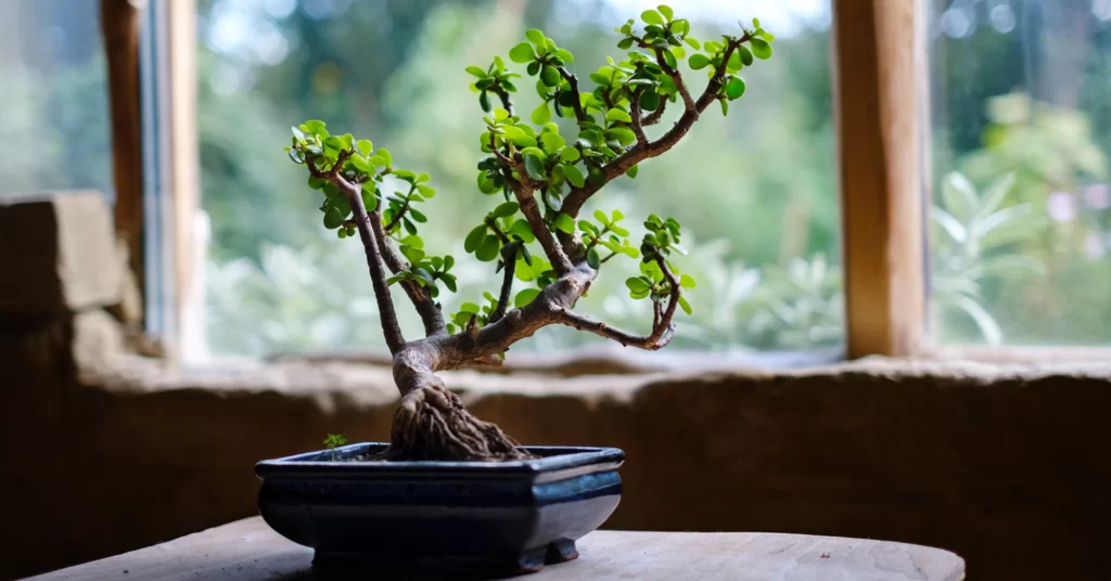 Bonsai