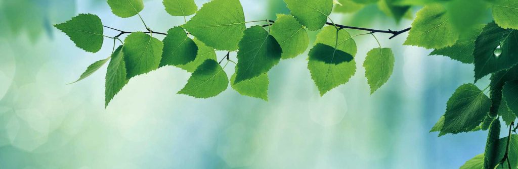 Zöld ág, zöld levelek