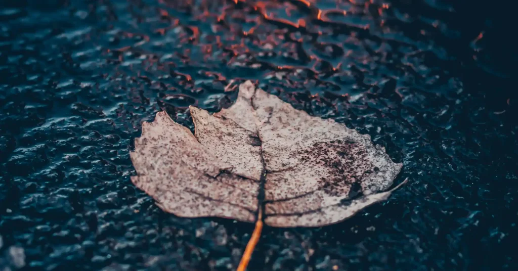 Vízen libegő levél.