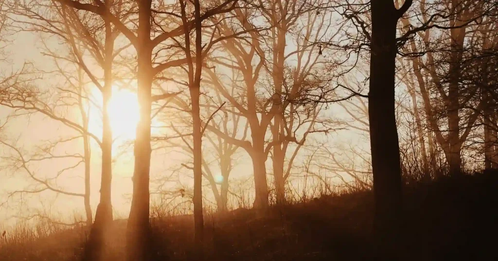 Kopasz fák mögött süt a nap
