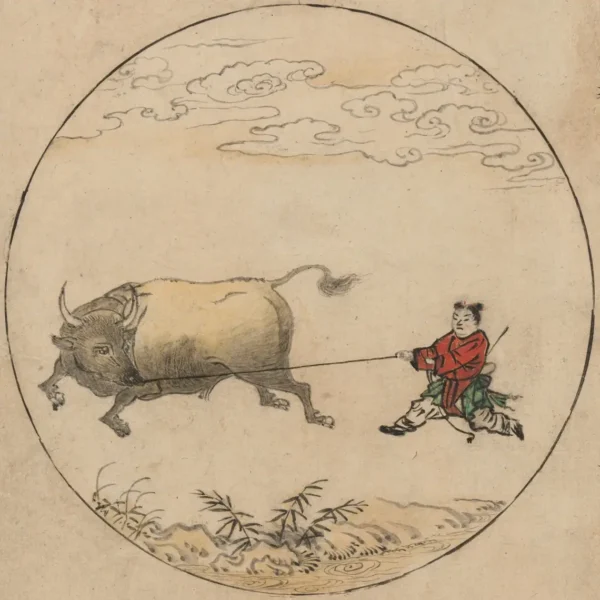 A bika terelése – A bika befogása