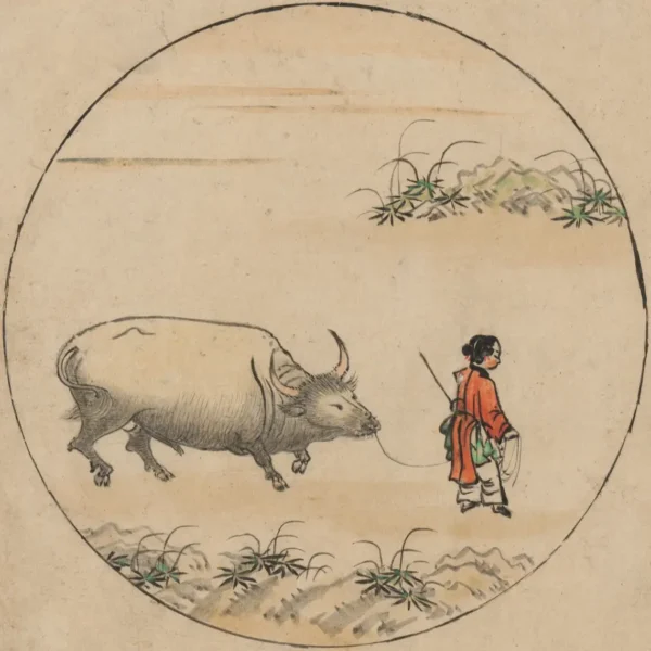 A bika terelése – A bika vezetése